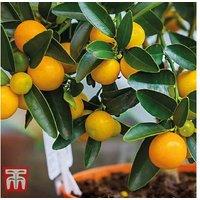 Mediterranean Fruit Tree Collection - Citrus & Fig Patio Set