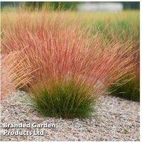Festuca 'Sunrise' Ornamental Grass - Evergreen, Hardy, Low Maintenance