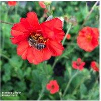 Geum 'Mrs J. Bradshaw' Perennial Plants - 12 or 24 Flame-Red Flowering Clumps