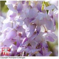 Wisteria sinensis Standard Trees - Flowering Fragrant Patio Plant