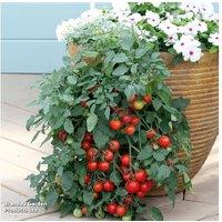 Tumbling Tom Red Cherry Tomato Plants - Compact Trailing Variety