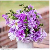 Giant Flowering Petunia 'Allegra F1' Mixed Collection - Tall, Double Blooms, Plug Plants