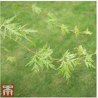 Acer palmatum 'Emerald Lace' Japanese Maple Tree - Finely Dissected Foliage