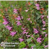 Salvia 'Pink Amistad' Perennial - Flowering Garden Plant (1 or 3 Pack)