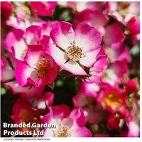 Rose 'Cutie Pie' Compact Flowering Shrub - 10cm Miniature Ground Cover