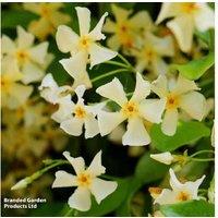 Evergreen Flowering Climber - Trachelospermum Star of Toscana, 9m Height