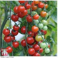 Tomato Sweetest Duo Plug Plants - Cherry Tomato Collection