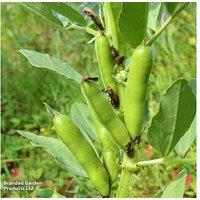 Bean Broad The Sutton 15 Multi-sown Garden Ready Plants
