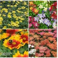 Middle of Border Flowering Perennial Collection - Garden Ready Plugs