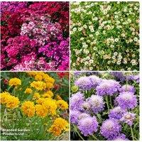 Front of Border Perennial Collection - Low-Growing Hardy Flowering Plants