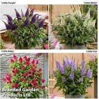 Buddleja Butterfly Candy Collection - Compact Flowering Shrub Set