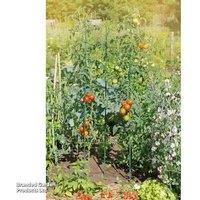 Tomato Plant Support Frame - 100cm Tall, Weather-Resistant, Circular Design