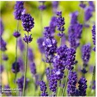 English Lavender Plug Plants - Evergreen, Hardy Shrub, Fragrant Blooms (10 or 20 Pack)