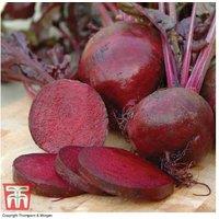Beetroot 'Boltardy' Plug Plants - Early, Bolt-Resistant Crop