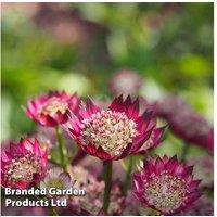 Astrantia major 'Moulin Rouge' - Flowering Perennial Plant (1 or 3 Potted Plants)