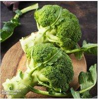 Broccoli 'Calabrese' Continuity Collection - 18 Plug Plants for Extended Harvest