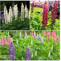 Lupin Chelsea Mix Perennial Flowering Plants - 3 or 6 Pack
