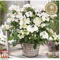 Hydrangea 'Runaway Bride' Flowering Shrub - Award-Winning, Prolific White Blooms