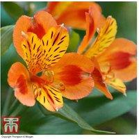 Tropical Alstroemeria Perennial Plants - Vibrant Flowering Peruvian Lilies, 3 or 6 Jumbo Plugs
