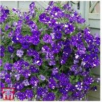 Petunia 'Night Sky' Flowering Bedding Plants - 5 or 10 Pack