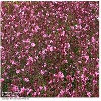 Gaura 'Baby Butterfly Dark Pink' - Compact Flowering Perennial, 20cm