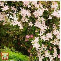 Clematis montana 'Mayleen' - Fast-Growing Fragrant Flowering Climber