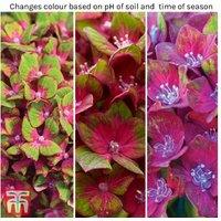 Hydrangea macrophylla 'Glam Rock' Flowering Shrub - Hardy, Colourful, Patio & Border Plant