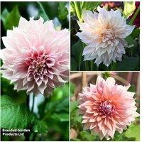 Dahlia Showstopper Trio - Giant Flowering Perennial Collection