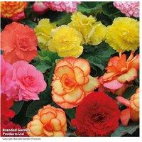 Begonia Majestic Rainbow Mix - Double Flowering Bedding Plants