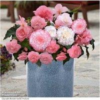 Begonia Majestic Pink Shades - Flowering Hardy Perennial Bedding Plants