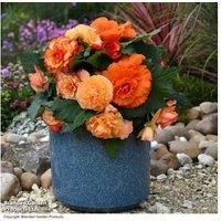 Begonia Majestic Apricot Shades Mix - Upto 24 Garden Ready Plants
