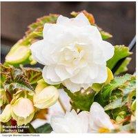 Begonia Illumination White - Upto 24 Garden Ready Plants