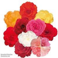 Begonia Nonstop Mocca Mixed - Upto 24 Garden Ready Plants