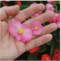 Begonia Lotto Mixed - Upto 24 Garden Ready Plants