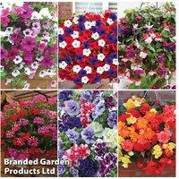 Summer Flowering Pre-Planted Hanging Baskets - Mixed Annuals, 25cm or 35cm