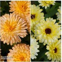 Calendula Bon Bon Mix - Upto 24 Garden Ready Plants