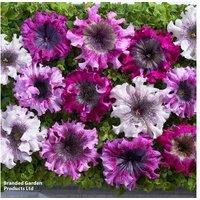 Petunia Superbissima Flowering Bedding Plants - Hardy, Garden Ready