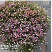 Bacopa Topia Mix - Upto 24 Garden Ready Plants
