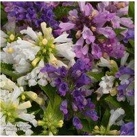 Nepeta 'Panther Mix' - Shade-Loving Perennial, 12 Garden Ready Plants