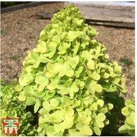 Hydrangea 'Mojito' Hardy Flowering Shrub - Colour-Changing Blooms