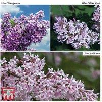 Scented Lilac Trio - Hardy Flowering Shrub Collection (Syringa)