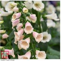 Foxglove Dalmatian Peach Flowering Perennial - Apricot Spikes, 50cm