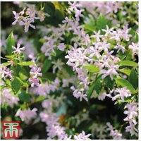 Jasmine Pink Showers - Evergreen Flowering Climber for Patio & Trellis