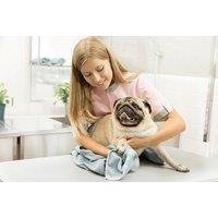 CPD Accredited Online Course: Launch Your Own Pet Sitting Business