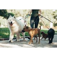 CPD Accredited Pet Sitting & Dog Walking Training Course