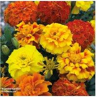 Marigold Zenith Mixed 12 Garden Ready Plants