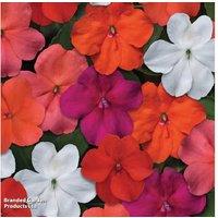 Busy Lizzie Beacon Mix - Upto 24 Garden Ready Plants