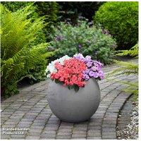 Busy Lizzie Pearl Island - Upto 24 Garden Ready Plants