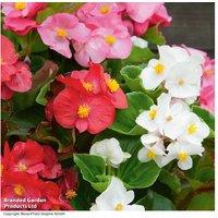 Begonia Organdy Mixed - Upto 24 Garden Ready Plants