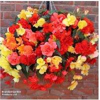 Begonia Illumination Mixed - Upto 24 Garden Ready Plants